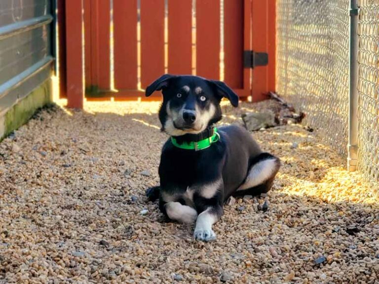 Dog Obedience Training Fredericksburg VA Silverbrook Kennels